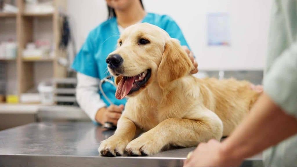 MyWebInsurance.com Pet Insurance