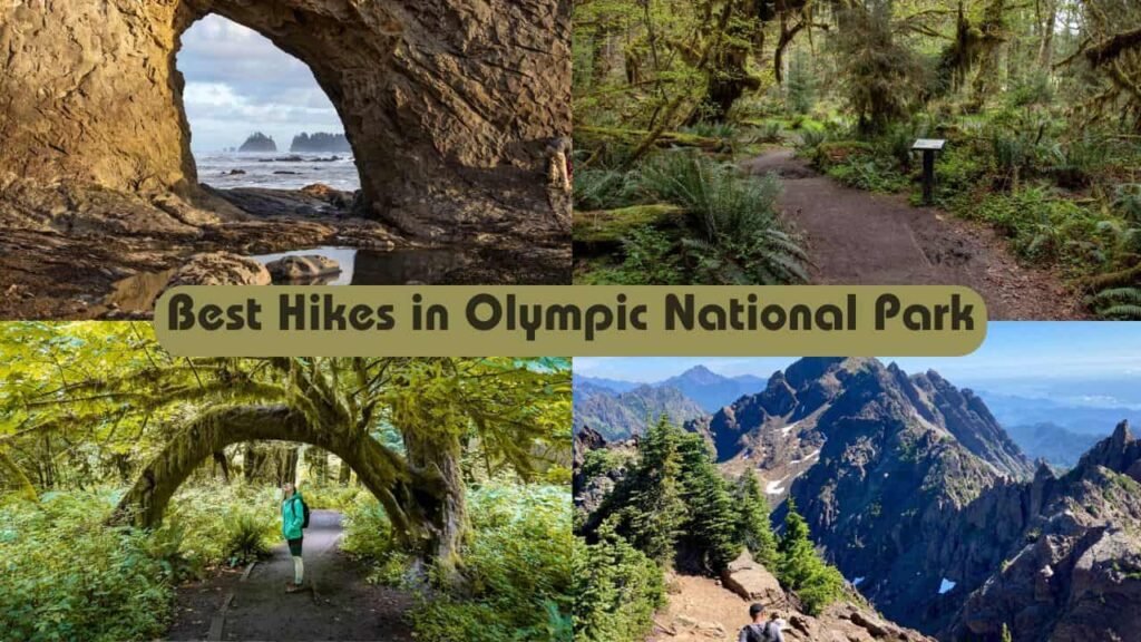 Best Hikes in Olympic National Park