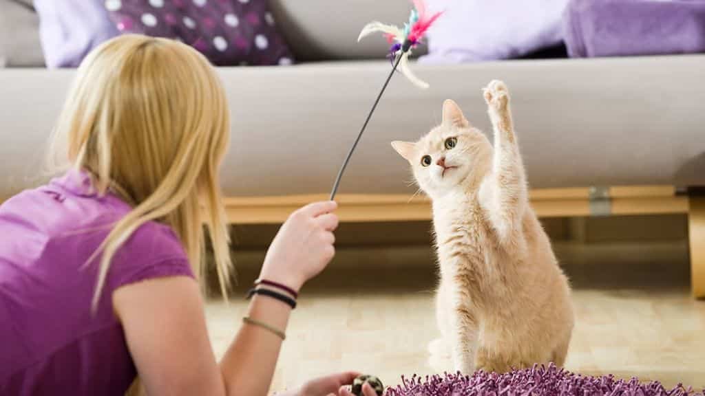 International Cat Day 