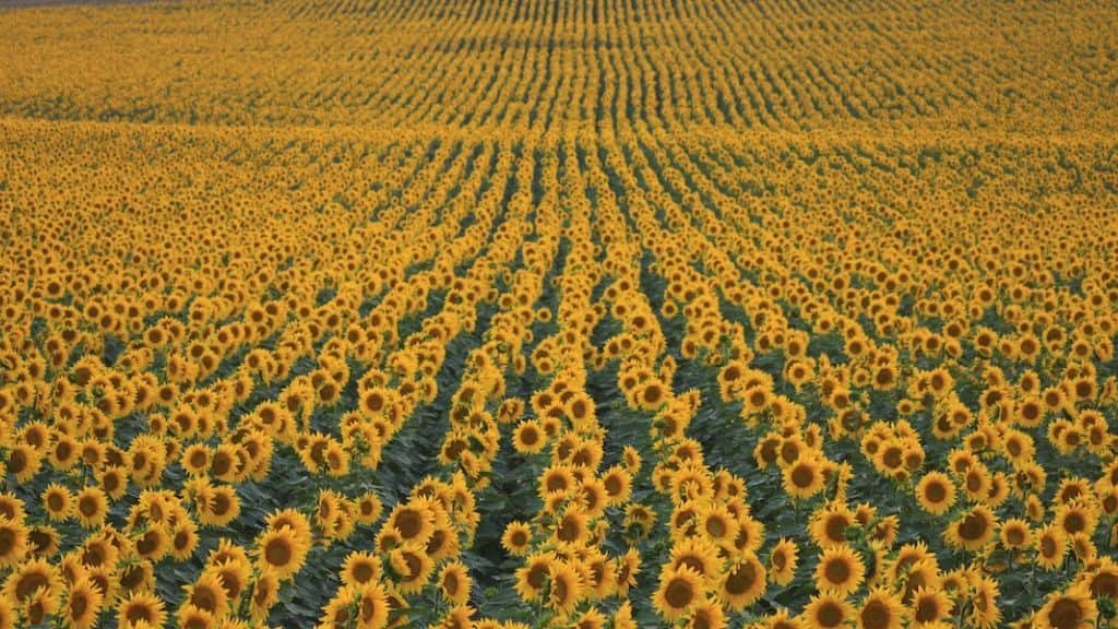 Sunflower Fields Around the World