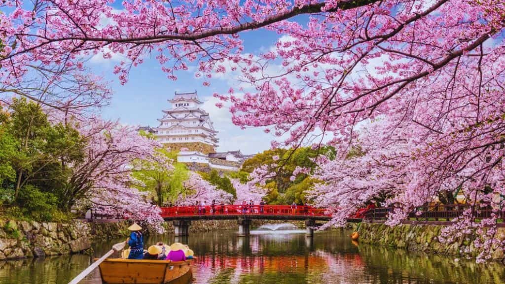 Cherry Blossom Season Japan 2026