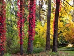 35 Best Things to Do in Grass Valley, California Things to Do In Grass Valley CA