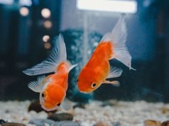 How Long Can Goldfish Go Without Food? How Long Can Goldfish Go Without Food