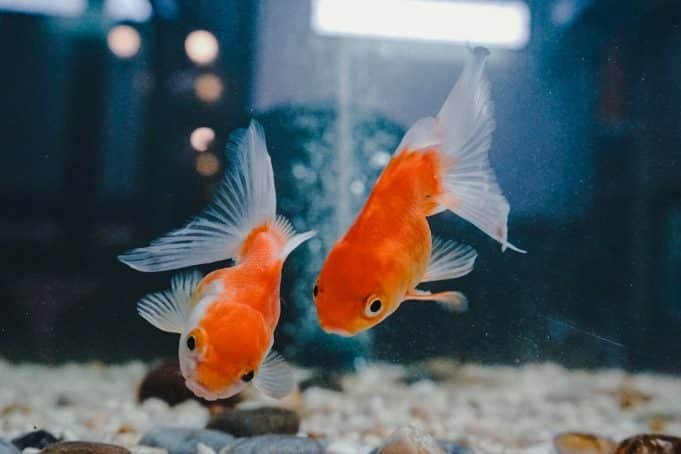 How Long Can Goldfish Go Without Food