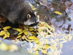 Why Do Raccoons Wash Their Food? Impacts of Raccoon Situation Why Do Raccoons Wash Their Food