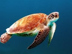 How to Care for Turtle? How to Care for Turtle