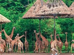 All About Safari World Tours All About Safari World Tours