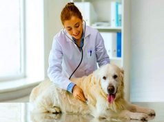 What to Look for in a Veterinary Clinic? Veterinary Clinic