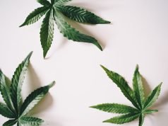 Full-Spectrum CBD Oil Vs. Broad-Spectrum: Vital Differences To Understand Full-Spectrum Vs Broad-Spectrum