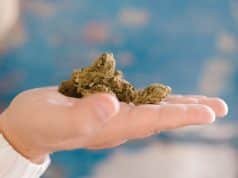 Hemp Flowers on Wholesale Vs. Retail: What All Can You Find? Hemp Flowers