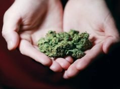 6 Ways To Store CBG Hemp Flower While Traveling To Mountains Hemp Flower While Traveling To Mountains