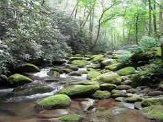 8 Reasons You Should Plan A Weekend In The Smoky Mountains Smoky Mountains