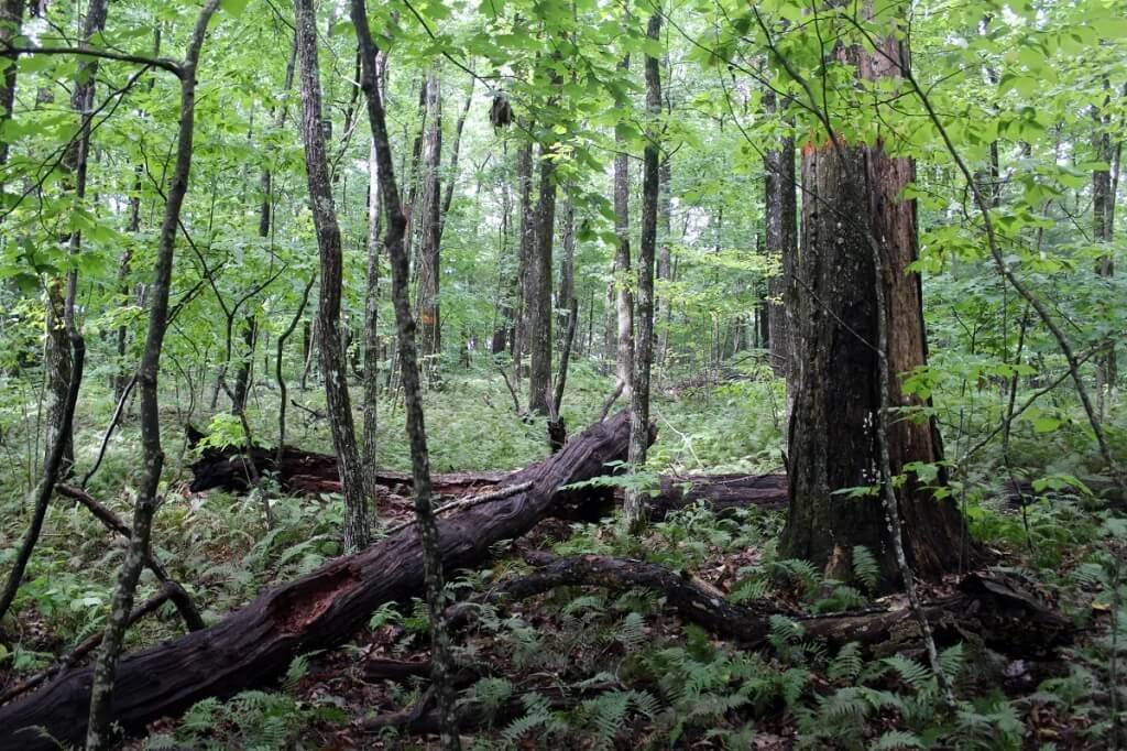 Carolina North Forest