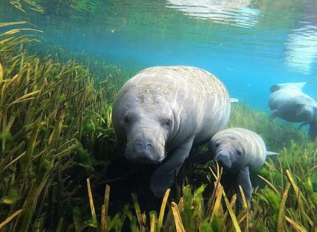 Silver Springs State Park