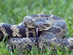 What to Do If Bitten by a Rattlesnake While Hiking What to Do If Bitten by a Rattlesnake While Hiking