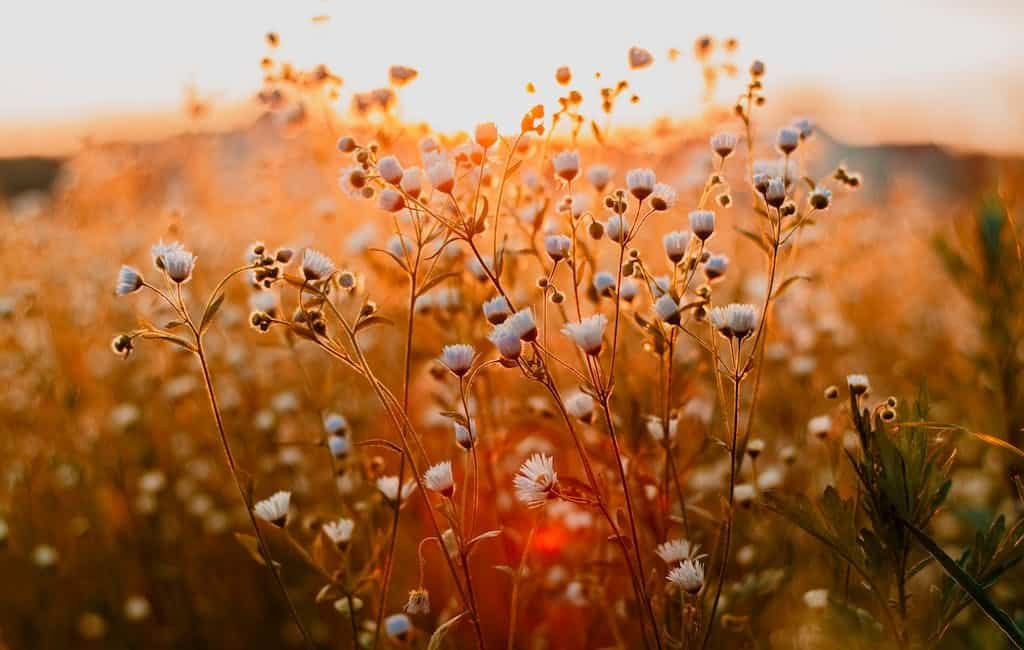 Explore San Antonio Botanical Garden