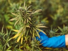 How to Find Quality Hemp Flower? How to Find Quality Hemp Flower