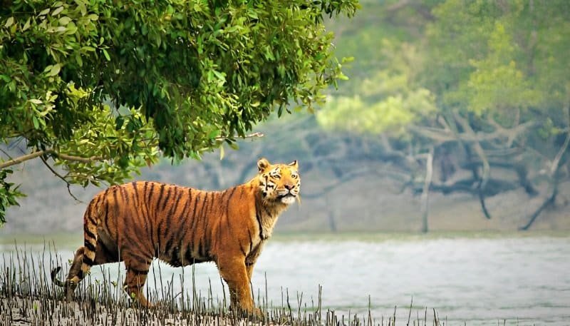 The Sundarbans