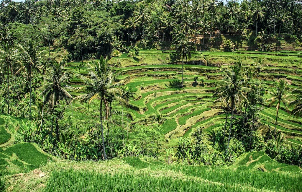 Rice Terraces of the Philippine Cordilleras
