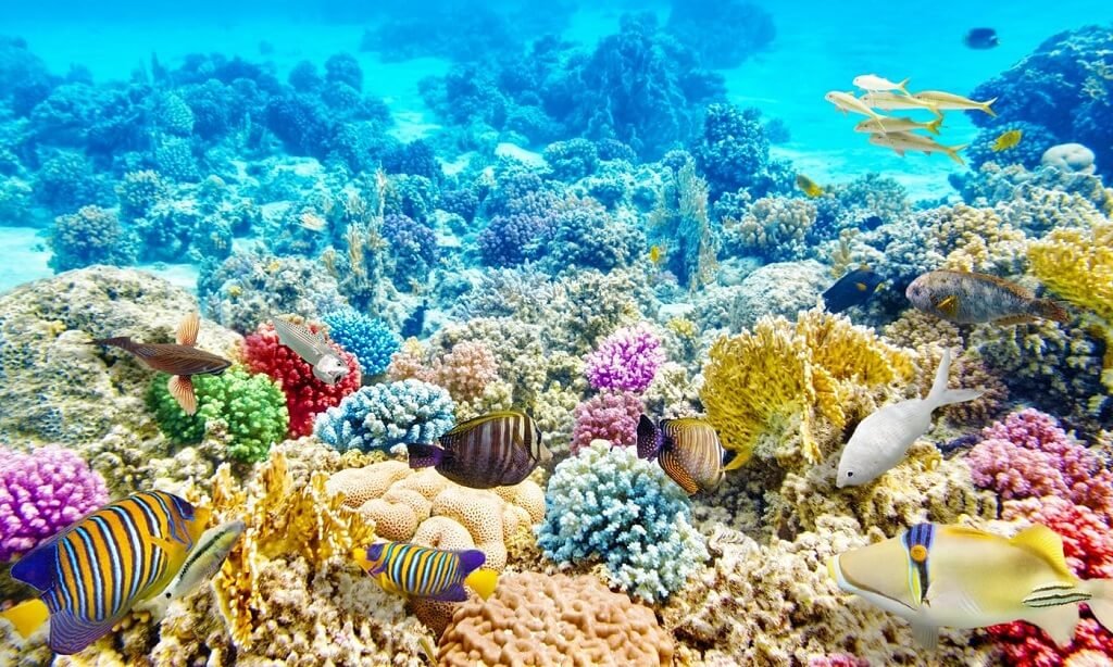 Tubbataha Reefs Natural Park