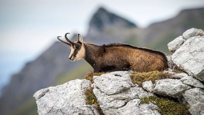 Mastering Ibex Hunting