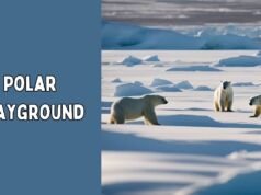 Polar Playground – Exploring the Wonders of the Arctic and Antarctic Polar Playground