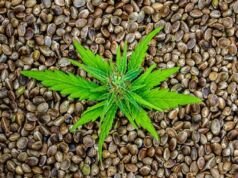 Smart Strategies for Discovering Value-Packed Cannabis Seeds Across the U.S Value-Packed Cannabis Seeds