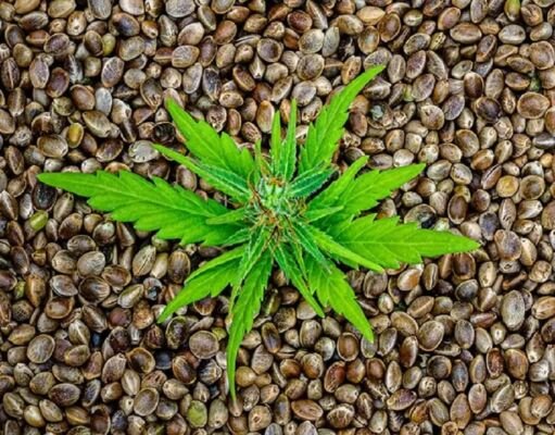 Smart Strategies for Discovering Value-Packed Cannabis Seeds Across the U.S Value-Packed Cannabis Seeds