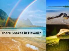 Are There Snakes in Hawaii? The Truth About Hawaii’s Snake-Free Status Are There Snakes in Hawaii