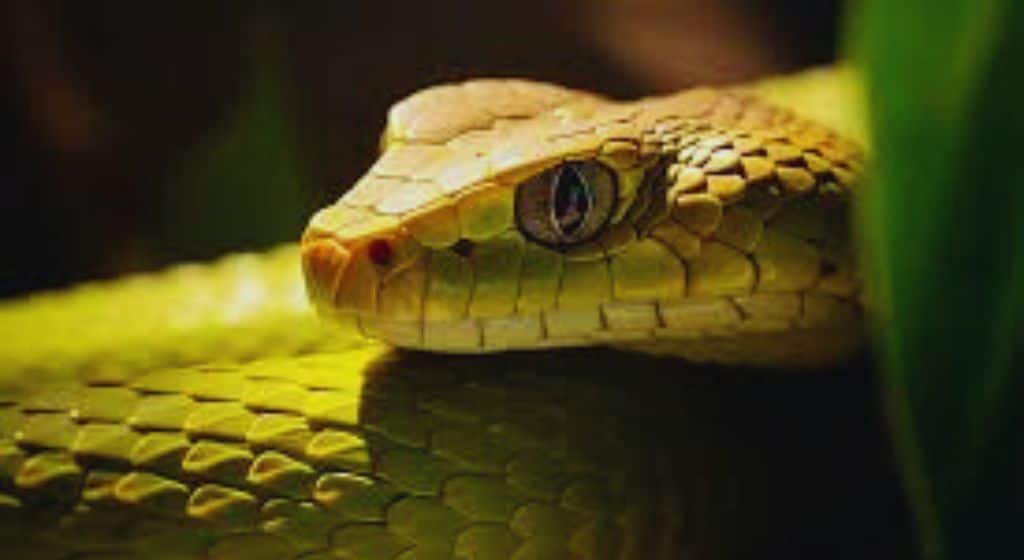 Does Hawaii Have Snakes