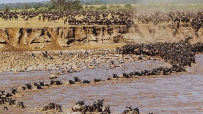 Best Time for Wildebeest Migration Best Time for Wildebeest Migration