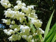 Flor de Izote: The National Flower and Culinary Delight of El Salvador Flor De Izote