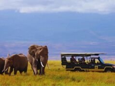What Is a Game Drive on African Kenya Safaris? Everything You Need to Know Game Drive on African Kenya Safaris