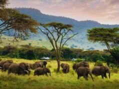 The Wonders of Kenya Safari: A Journey Into the Heart of the Wild Kenya Safari