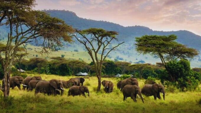 Kenya Safari Kenya Safari