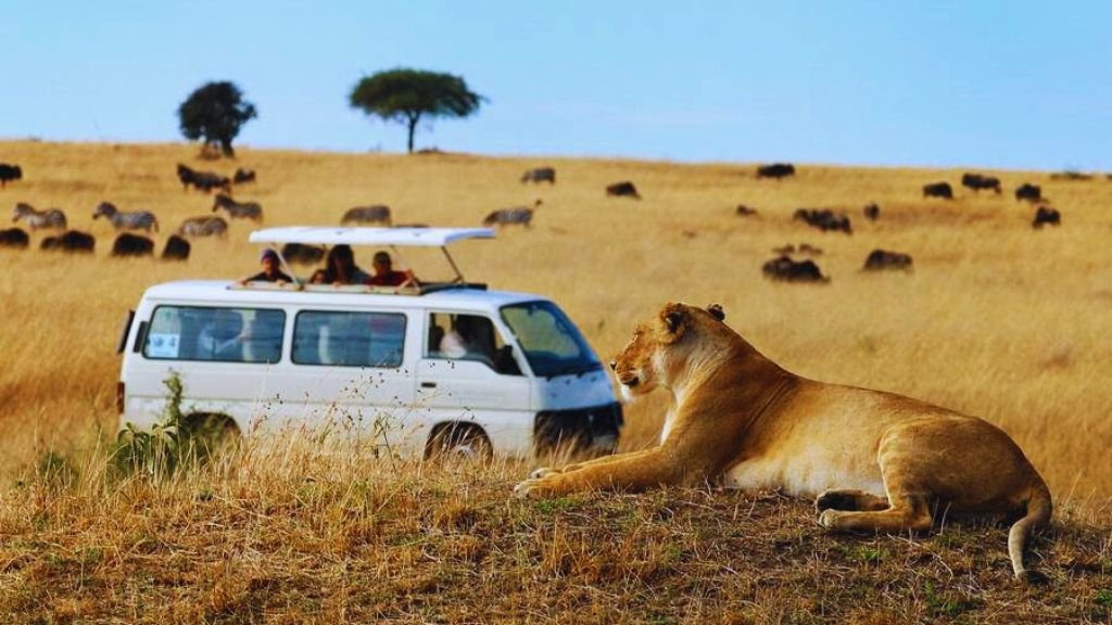 Kenya and Tanzania Safaris