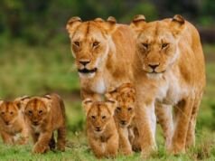 Diverse Wildlife Experiences in Kenya and Tanzania Safaris Kenya and Tanzania Safaris