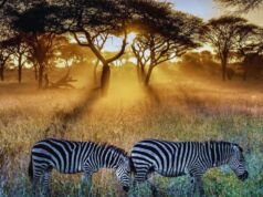 Serengeti National Park: A Journey Through Africa’s Wildlife Paradise Serengeti National Park