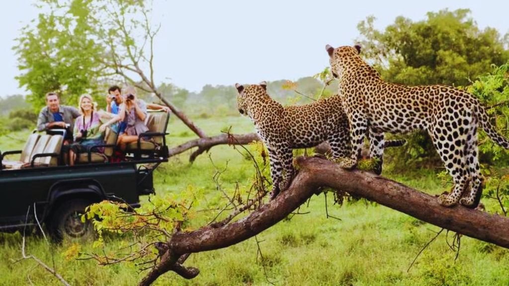 Wildlife and Natural Attractions african safaris
