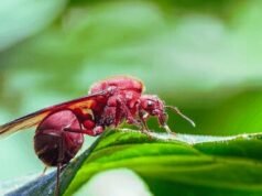 Hormiga Culona – A Unique Delicacy from the Heart of Colombia Hormiga Culona