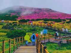 Things to Do in Jeju Island: A Guide to South Korea’s Island Paradise Things to Do in Jeju Island