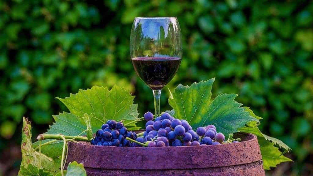 Vineyard Ownership and Winemaking