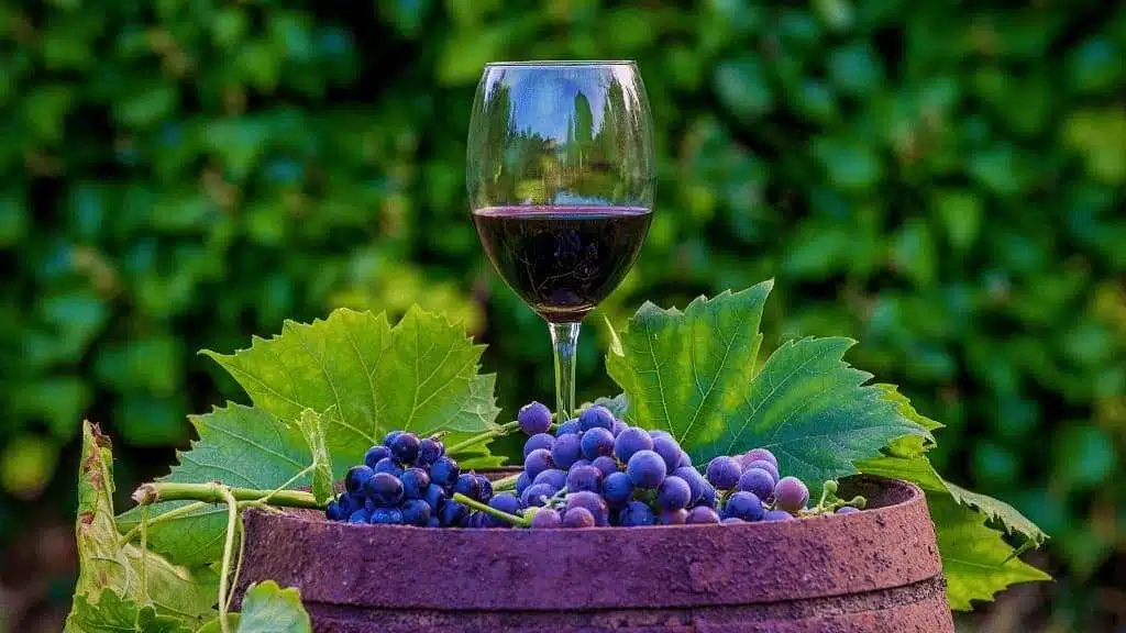 Vineyard Ownership and Winemaking