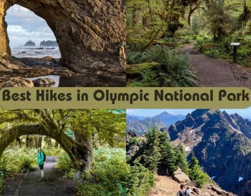 10 Best Hikes in Olympic National Park: Trails You Can’t Miss Best Hikes in Olympic National Park
