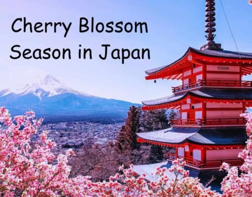 When Is Cherry Blossom Season in Japan? A Complete Guide to Hanami Bliss Cherry Blossom Season in Japan