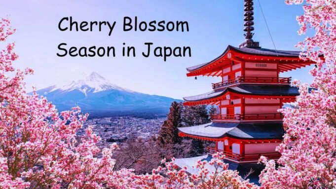 Cherry Blossom Season in Japan Cherry Blossom Season in Japan