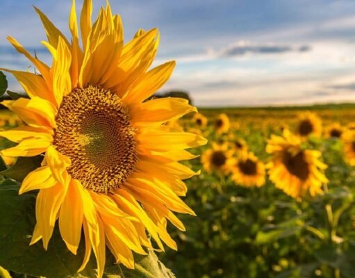 Sunflower Field – Beauty, History, and Travel Guide Sunflower Field