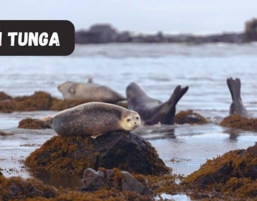 Ytri Tunga: Iceland’s Hidden Beach Where Seals Steal the Show Ytri Tunga