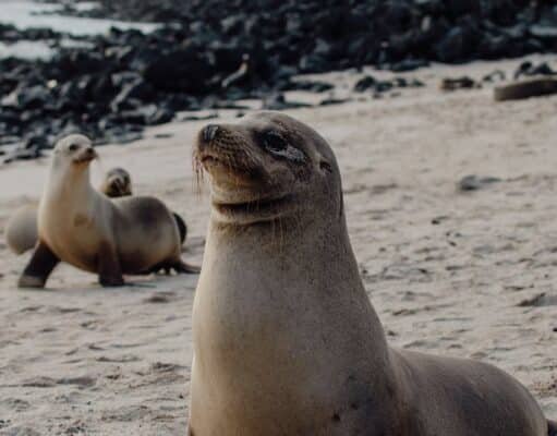 Things to Know Before Visiting the Galápagos Islands Galápagos Islands