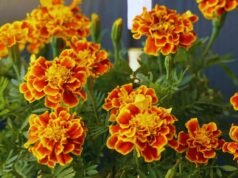 Flowers for Día de los Muertos: Colors of Life, Love, and Remembrance Flowers for Día de los Muertos